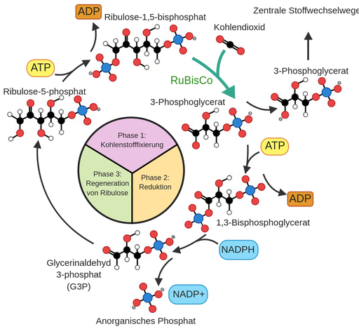 CalvinZyklus Labster
