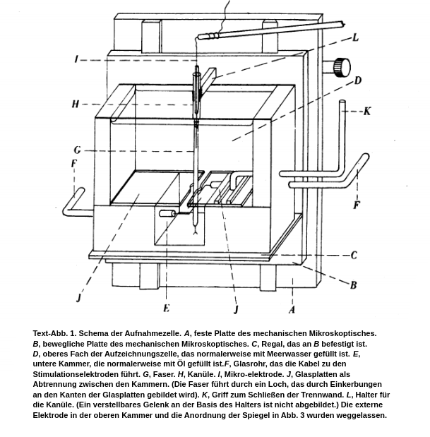 AxonTestkammer Labster Theory