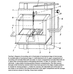 这是霍奇金和赫胥黎医生使用的轴突测试室的示意图。试验箱是一个有两个隔间的立方体容器。顶层舱里装有海水。底部装有油。车厢之间由玻璃板隔开，玻璃板之间有一个小间隙。纤维连接在这些玻璃板之间。该纤维连接到下腔室中的电极和套管内的微电极。套管位于测试室的上方，用一根杆固定。试验箱可以通过一个可移动的机械工作台上下移动。