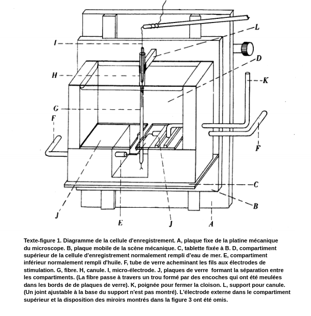 Schéma de la chambre d'essai des axones utilisée par les docteurs Hodgkin et Huxley. La chambre d'essai est un réservoir en forme de cube avec deux compartiments. Le compartiment supérieur contient de l'eau de mer. Le compartiment inférieur contient de l'huile. Les compartiments sont séparés par des plaques de verre qui présentent un petit espace entre elles. La fibre passe entre ces plaques de verre. La fibre est connectée à une électrode dans le compartiment inférieur et à la microélectrode à l'intérieur de la canule. La canule se trouve au-dessus de la chambre d'essai et est maintenue par une tige. La chambre d'essai peut être déplacée vers le haut et vers le bas grâce à une platine mécanique mobile