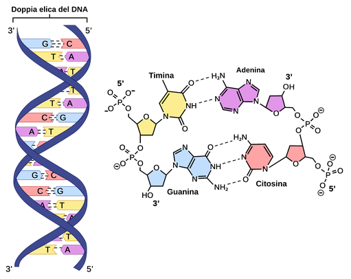 Struttura Del DNA Labster Theory