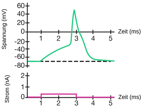 Es gibt 2 Diagramme. Im ersten Diagramm befindet sich die Spannung in Millivolt auf der y-Achse und die Zeit in Millisekunden auf der x-Achse. Bei 0 Millisekunden beträgt die Spannung minus 70 Millivolt. Zwischen 1 und 2,5 Millisekunden steigt die Spannung auf -20 Millivolt. Zwischen 2,5 und 3 Millisekunden steigt die Spannung schnell auf 50 Millivolt an. Zwischen 3 und 5 Millisekunden kommt es dann zu einem exponentiellen Rückgang zurück auf -70 Millivolt. Bei etwa 3,2 Millisekunden sinkt die Spannung unter 0 Millivolt.  Im zweiten Diagramm befindet sich der Strom in Nanoampere auf der y-Achse und die Zeit in Millisekunden auf der x-Achse. Bei 0 Sekunden beträgt der Strom 0 Nanoampere. Bei einer Millisekunde steigt der Strom auf 0,33 Nanoampere an. Der Strom bleibt bei 0,33 Nanoampere bis zu 3 Millisekunden, wo der Strom wieder auf 0 Nanoampere fällt. Der Strom bleibt für die nächsten 2 Millisekunden bei 0 Nanoampere.