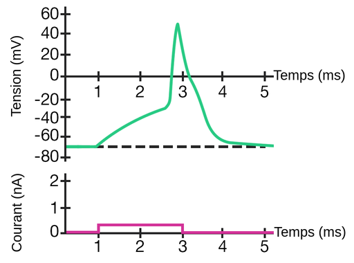 Il y a 2 graphiques. Dans le premier graphique, le potentiel en millivolts est sur l'axe des y, et le temps en millisecondes est sur l'axe des x. À 0 milliseconde, le potentiel est de moins 70 millivolts. Entre 1 et 2,5 millisecondes, le potentiel passe à -20 millivolts. Entre 2,5 et 3 millisecondes, le potentiel augmente rapidement jusqu'à 50 millivolts. Puis entre 3 et 5 millisecondes, il y a une diminution exponentielle jusqu'à moins 70 millivolts. Le potentiel descend en dessous de 0 millivolt à environ 3,2 millisecondes.  Dans le second graphique, le courant en nanoampères est sur l'axe des y, et le temps en millisecondes sur l'axe des x. A 0 seconde, le courant est de 0 nanoampère. À 1 milliseconde, le courant passe à 0,33 nanoampère. Le courant reste à 0,33 nano-ampère jusqu'à 3 millisecondes, où il retombe à 0 nano-ampère. Le courant reste à 0 nanoampère pendant les 2 millisecondes suivantes