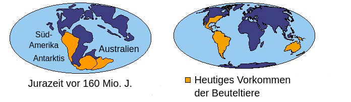 Zwei Darstellungen von Landmassen Auf der Erde Mit Hervorgehobener Verteilung der Beuteltiere。Links，Darstellung der Landmassen Auf derErdewährendder Jurazeit Vor 160百万百万兆头。Südamerika，Die Antarktis und Artertalien Sind Hervorgehoben und Alle Befestigt。Rechts，Darstellung der Landmassen Auf der Heutigen Erde Mit Hervorgehobenen GebietenEinschließlichTeilender USA Und Mexiko，Südamerikaund Artertalien。“Moderne und Jurazeitliche verbreitung von Beuteltieren”