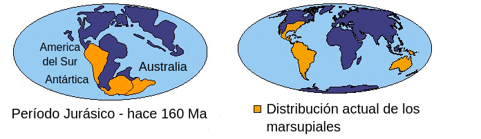 Se destacan dos representaciones de masas de tierra en la Tierra con distribución marsupial. A la izquierda, representación de masas de tierra en la Tierra durante el Período Jurásico hace 160 millones de años. Se destacan y se adjuntan América del Sur, Antártida y Australia. A la derecha, representación de masas de tierra en la Tierra moderna con áreas resaltadas que incluyen partes de Estados Unidos y México, América del Sur y Australia. 