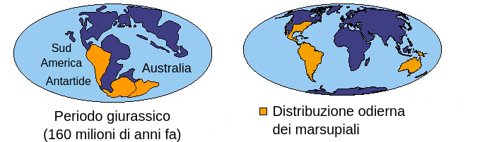 应有的raffigurazioni di masse terrestri sulla terra con con evidenziata la distractuzione dei marsupiali。Sinistra，Rappresentazione di Masse terrestri Sul Pianeta Terra durante Il Serieo giurassico，160000万迪安尼fa。Il Sud America，L'Antartide E L'Australia Sono Evidenziati E Sono Tutti Attaccati。DESTRA，Rappresentazione di Masse di Terra Sul Pianeta Terra Moderno Cone aree evidenziate tra Cui parti di di Stati uniti e Messico，Sud America E澳大利亚。“分布式dei marsupiali odierna e nel giurassico”