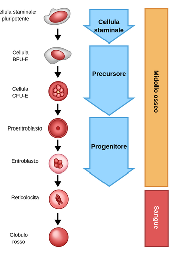 所以Nella杰克逊superiore del diagramma si - una cellula staminale pluripotente, che ha l'aspetto di un cerchio oblungo di colore rosso con una guaina bianca. Una freccia punta verso il basso a una cellula precursore di aspetto simile, denominata cellula BFU-E. La successiva freccia verso il basso raggiunge un'altra cellula precursore, detta CFU-E, che presenta 7 cerchietti rosa all'interno di un cerchio rosso. Una freccia verso il basso conduce a un cerchio rosso con un cerchietto rosso scuro al centro, denominato proeritroblasto e indicato come cellula progenitrice. La successiva freccia in giù collega all'eritroblasto, che appare come un cerchio rosa contenente 4 cerchietti rossi ed è anch'esso una cellula progenitrice. Tutte le cellule menzionate sinora si trovano nel midollo osseo. La freccia verso il basso arriva a un cerchio rosa contenente 6 elementi di colore rosso scuro a forma di boomerang. Questa cellula è denominata reticolocita e si trova nel sangue. L'ultima freccia verso il basso porta a un cerchio rosso, indicato come globulo rosso.