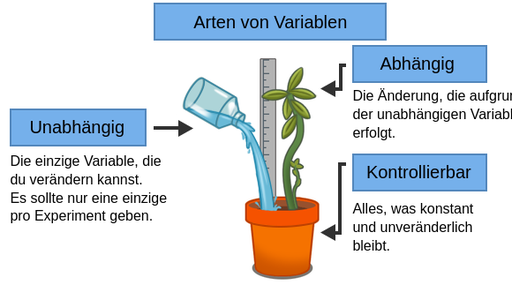 Diagramm der Variablen in einem Dürreexperiment. Eine Blattpflanze wächst in einem Topf, wobei ihr Wachstum mit einem Messstab gemessen wird. Eine Flüssigkeit wird in den Topf gegossen. Die Flüssigkeit wird als unabhängige Variable bezeichnet, d. h. als das, was man in einem Experiment manipuliert, und sollte auf eine Variable pro Experiment beschränkt werden. Die Höhe der Pflanze wird als abhängige Variable bezeichnet, d. h. die Variable, die von den Veränderungen der unabhängigen Variable abhängt. Der Topf wird als kontrollierte Variable bezeichnet, also als etwas, das im Experiment konstant und unveränderlich bleiben sollte.