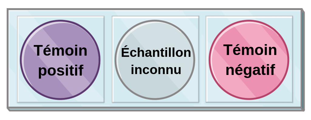 一个跛脚的alignée水平的三个cercles，一个à côté的另一个。首先à不正确的是coloré紫色的，而appelé témoin是正数的。环境是透明的，还有appelé échantillon inconnu。右边的à是coloré的玫瑰和appelé témoin négatif