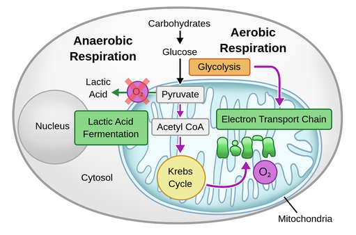 Fermentation and anaerobic respiration, Cellular respiration (article)