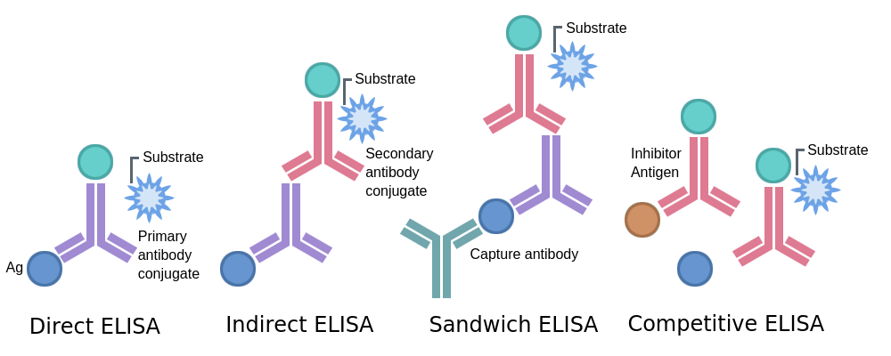 direct elisa diagram