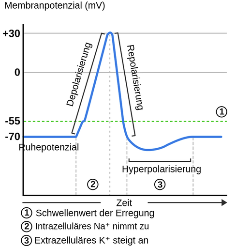 Ein Graph mit dem Membranpotential in Millivolt auf der x-Achse und der Zeit auf der y-Achse. Eine grüne gestrichelte Linie bei minus 55 Millivolt stellt die Schwelle der Erregung dar. Zum Zeitpunkt 0 liegt das Ruhepotential bei minus 70 Millivolt. Dann folgt die Depolarisationsphase, die intrazellulären Natriumionen steigen an und das Membranpotential steigt schnell von minus 70 Millivolt auf 30 Millivolt. Dann, in der Repolarisationsphase, sinkt das Membranpotential schnell von 30 Millivolt auf minus 70 Millivolt. Schließlich gibt es die Hyperpolarisationsphase, die extrazellulären Kaliumionen steigen an, und das Membranpotential fällt unter minus 70 Millivolt, bevor es allmählich wieder auf minus 70 Millivolt ansteigt.
