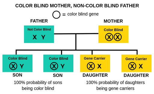 谱系树展示了一个非彩色父亲和一个颜色的母亲的孩子。父亲有正常的X染色体和Y染色体。母亲有两个带有颜色基因的X染色体。每个儿子分别用颜色基因和y染色体继承X染色体。儿子将是100％的概率。每个女儿分别继承一个颜色X染色体和正常X染色体。女儿将成为颜色基因的载体100％。