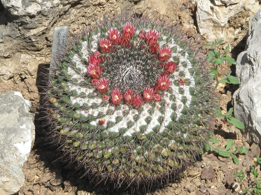 仙人掌在干旱的景观中生长