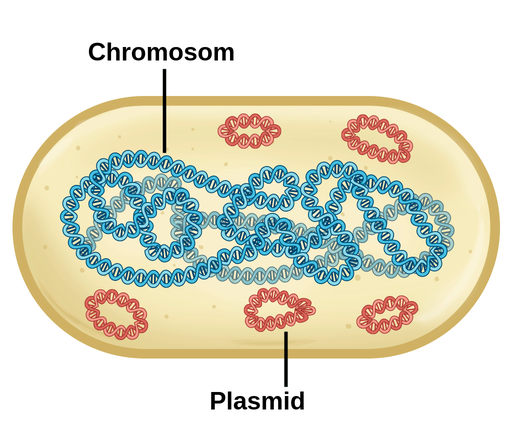 Bakterielles Genom Gelbe, Ovale Form repräsentieren Bakterienzellen mit sichtbaren genetischen Strukturen im Inneren. Das Chromosom wird als sehr lange, geschlossene, doppelhelixförmige, kreisförmige Struktur dargestellt, die den größten Teil des Bakterieninneren einnimmt. Fünf Plasmide sind als viel kleinere und kürzere, ebenfalls geschlossene, doppelhelixartige, kreisförmige Strukturen dargestellt.