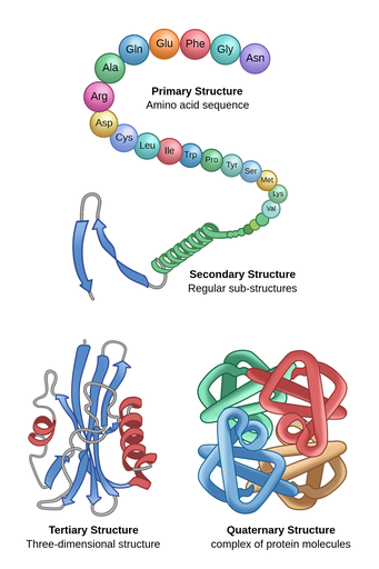 secondary protein structure