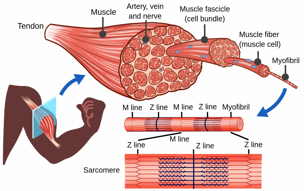 Skeletal Muscle Tissue Labeled Diagram