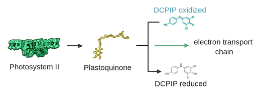 The reaction presents a small, green molecule of photosystem two with an arrow to the right towards the yellow molecule of plastoquinone with an arrow to the right towards the electron transport chain. The DCPIP oxidized molecule indicated in blue color appearing above the last arrow has a vertical arrow pointing down towards DCPIP reduced molecules indicated in black color.