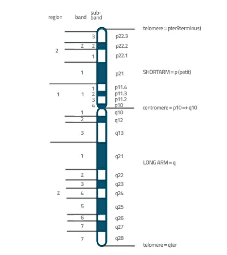Chromosome banding