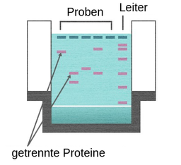 Die Ergebnisse der Gelelektrophorese Werden Als Rosafarbene Banden Dargesellt，Die SichÜberDasGelpertiilen。Die Ette Spalte Auf der Rechten Seite Mit 6 Banden，Die Sich Von Oben Nach Unten Im Girs Erstrecken，Wird Als标记Bezeichnet，Auch Bekannt Als Leiter。Der Rest der Spalten MIT Wenigen Banden在Jeder SpalteRepräsentiertIe探测中。Die Rosafarbenen Banden Sind Als Abgetrennte Proteffragmente Markiert，Ihre Sounden ImGelKönnenMitder Leiter Verglichen Werden，Um IhreGrößeZuBestimmen。