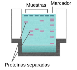 Resultados de la electroforesis en gel presentados como bandas rosas diseminadas por el gel. La columna de la derecha tiene 6 bandas entre la parte superior del gel y la inferior. Está identificada como el marcador. El resto de las columnas, que tienen unas cuantas bandas cada una, representan las muestras. Las bandas rosas están marcadas como fragmentos de proteínas separadas. Podemos comparar sus posiciones dentro del gel con las del marcador para determinar su tamaño.