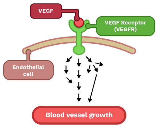 La sphère rouge appelée VEGF est attachée à une structure verte en forme de calice appelée récepteur V E G R. La sphère s'insère dans la coupe du calice, tandis que le pied traverse une ligne courbée grise appelée cellule endothéliale. La flèche pointe vers le bas depuis le pied du calice sur le signe de croissance des vaisseaux sanguins.