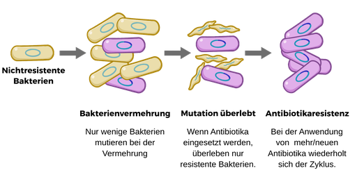 Ein dunkler Pfeil aus einer gelben ovalen Form mit blauem Kreis im Inneren, der nicht resistente Bakterien darstellt, zeigt auf fünf identische Bakterien, gemischt mit zwei violetten Bakterien mit dunkelblauen Plasmiden, und das Bild heißt „Bakterien vermehren sich. Nur wenige Bakterien mutieren, wenn sie sich vermehren.“ Ein weiterer Pfeil aus dieser Mischung zeigt auf ein ähnliches Bild, aber hier sind alle gelben Bakterienzellen geschrumpft, und das Bild heißt „Mutanten überleben“. In Gegenwart von Antibiotika überleben nur resistente Bakterien.”. Der letzte Pfeil aus dem mutierten Bild zeigt auf 6 violette Bakterienzellen, und das Bild wird bezeichnet als “Antibiotikaresistent. Der Zyklus wiederholt sich bei der Exposition von mehr oder neuen Antibiotika.