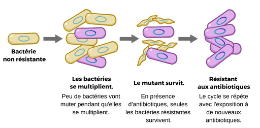 拉小尖塔的一个印版那黄色aplha cercle蓝色l 'interieur, representant des bacteries非耐药,黑更小五bacteries identiques混色一两个bacteries紫罗兰用des质粒蓝色fonce, et l 'image est appelee“Les bacteries se multiplient”。可以bactéries我们是多样性的。”另一个flèche mélange也有一个相似的图像，但是这个细胞bactériennes黄种人rétrécies，这个图像就像nommée“突变体存活”。présence抗生素，seules bactéries résistantes生存。”。dernière flèche突变点的图像是6个细胞bactériennes紫罗兰，然后图像是appelée 
