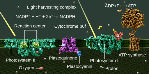 Electron transport chain presented as four molecule structures aligned in one row, embedded inside the chloroplast membrane. The first molecule on the left - Photosystem II - has two reaction centers inside. Next molecule in a row - plastoquinone - has cytochrome b6f enzyme inside, and plastocyanin attached to its lower right part. Third molecule in a row is named photosystem I and the last one ATP synthase. On both photosystem I and II, two yellow beams are falling from the top of the image. The space above the row of molecules is called ‘chloroplast stroma’, and the lower part is called ‘thylakoid lumen’. Two small red spheres are broken down in the thylakoid lumen and one sphere, called oxygen, is transported inside the photosystem II. The electrons are shown as very bright blue spheres, which appear inside the photosystem II, plastoquinone and photosystem I. Above the ATP synthase molecule, two reactions are written. One shows the conversion of ADP and phosphate group into ATP, the other shows the conversion of NADP plus with hydrogen atom and two electrons into one NADPH molecule.