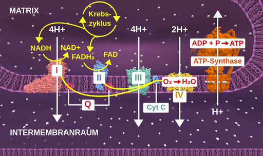 Schritte in der Elektronentransportkette DER CINESEN MITOCHONDRIINMEMBRAN STATT的Die ElektronentRansportkette Findets。Dier Vier An der Kette Beteiligten Komplexe,Komplex 1,2,3 und 4 Sowie Die ATP-Innere MitochondrienMembran eingebettet的Sind。Zunächst带来Das im Krebs-Zyklus Produzierte Nadh Elektronen Zum Komplex 1,WO Die Elektronen RedoxReaktionen Durchaufen unefergie Erzeugen。Komplex 1 Pumpt 4 Protonen Aus Mitochondrienmatrix在Den Membranzwischenraum。Die Elektronen Werden Dann Von Coizym Q Zu Komplex 3运输。Fadh2 Aus Dem Krebszyklus带来Elektronen Zu Komplex 2,Wo Sie Eine Reihe von Redoxzentren Durchaufen unefergie Erzeugen,Bevor Sie Von Coizym Q Zu Komplex 3 Transportiert Werden。Die Elektronen Bewegen Sich Durch Weitere Redoxzentren在Komplex 3,Der Ebenfalls 4 Protonen Aus der Matrix在Den Zwischenmembranraum Pumpt。CytochromCÜbertägtElektronenvon Komplex 3 Zu Komplex 4. Im Komplex 4 Reduzieren Die Elektronen Den Sauersterff,Die Letzte Wahlannahme,Um Wasser Zu Erzeugen。Komplex 4 PUMPT AUCH 2 Protonen Aus Der矩阵在Den Zwischenmembranraum。Die ATP-Synthase Nutzt Die Energie Aus Dem Elektrochemischen Gradienten,Der Durch Das Herauspumpenen von protonen Aus der Matrix entsteht。 Ein Proton kehrt in die mitochondriale Matrix zurück, und ADP wird phosphoryliert, um mit der so gewonnenen Energie ATP zu erzeugen.