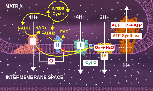 electron transport chain steps