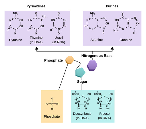 Graphical representation of nucleotide consists of a blue pentagon, called sugar, purple hexagon, called nitrogenous base, attached to its one corner, and yellow sphere, called phosphate, attached to the other corner. Above and below the nucleotide, the chemical structures of possible sugars - deoxyribose or ribose, and bases - cytosine, thymine, uracil, adenine or guanine, are presented.