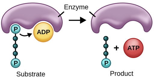 phosphorylation atp