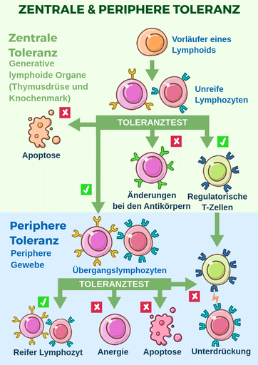 Immature lymphocytes, which differentiated from lymphoid precursor, undergo central tolerance test. When they pass the test, they differentiate further into either regulatory T cells, or transitional lymphocytes. If they don’t pass the test, they undergo apoptosis, or modify the antibodies displayed on their cell surface. The regulatory T cells and transitional lymphocytes go through second, peripheral tolerance, test. When they pass it, they differentiate into mature lymphocytes. If they don’t pass it, they undergo apoptosis, suppression, or anergy. Central tolerance test happens in generative lymphoid organs - thymus and bone marrow, whereas peripheral tolerance test happens in peripheral tissues.
