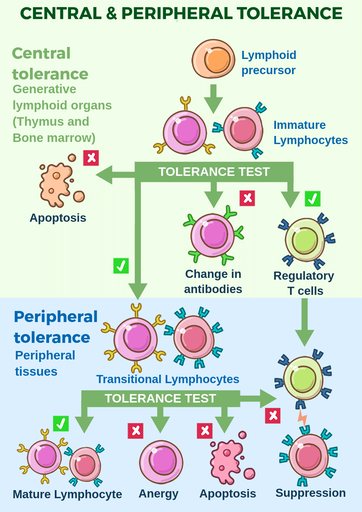 Immature lymphocytes, which differentiated from lymphoid precursor, undergo central tolerance test. When they pass the test, they differentiate further into either regulatory T cells, or transitional lymphocytes. If they don’t pass the test, they undergo apoptosis, or modify the antibodies displayed on their cell surface. The regulatory T cells and transitional lymphocytes go through second, peripheral tolerance, test. When they pass it, they differentiate into mature lymphocytes. If they don’t pass it, they undergo apoptosis, suppression, or anergy. Central tolerance test happens in generative lymphoid organs - thymus and bone marrow, whereas peripheral tolerance test happens in peripheral tissues.