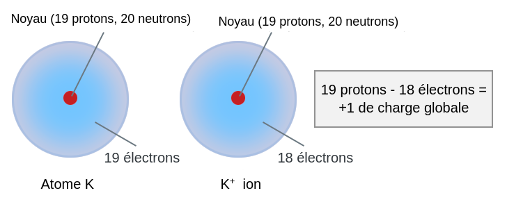 À gauche, un atome de potassium qualifié atome K. Il possède 19 électrons, et son noyau contient 19 protons et 20 neutrons. À droite, un cation de potassium qualifié ion K exposant positif. Il possède 18 électrons, et son noyau contient 19 protons et 20 neutrons. Un encadré à droite indique que 19 protons moins 18 électrons est égal à une charge globale positive de 1.