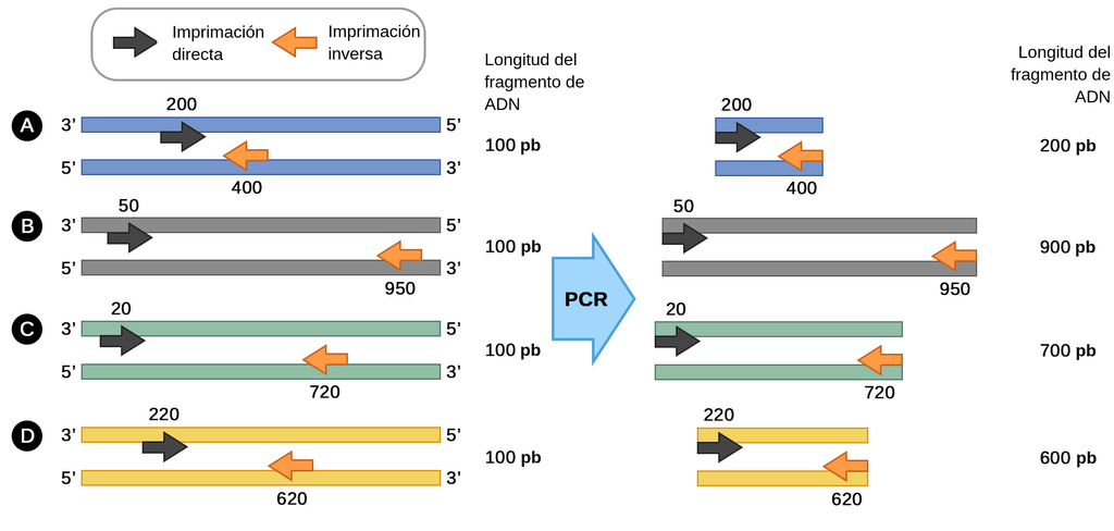 这张图是用来描述聚合酶链反应(PCR)的结果的，并与之互补。están的碎片描述了一个D，一个1000个碱基的经度。它是碎片的一部分，它是由dirección 3开头一个5开头和dirección 5开头一个3开头。Los cebadores están这是一个形式不同的地方，它是在Los cebadores的基础上的一个地方，它是incluirán en Los fragmentos的después de la PCR。在这里，我们有一个聚合酶链反应的片段:片段有一个200个碱基的经度，碱基直接está 200个碱基的经度和400个碱基的经度。在一个900个碱基对的经度上，一个碱基对está在50个碱基对上一个碱基对950个碱基对上。碎片C的经度是700个碱基，碱基直接está 20个碱基和720个碱基相反。这个碎片有一个400个碱基的经度，这个碱基直接está一个220个碱基的经度和一个620个碱基的经度。