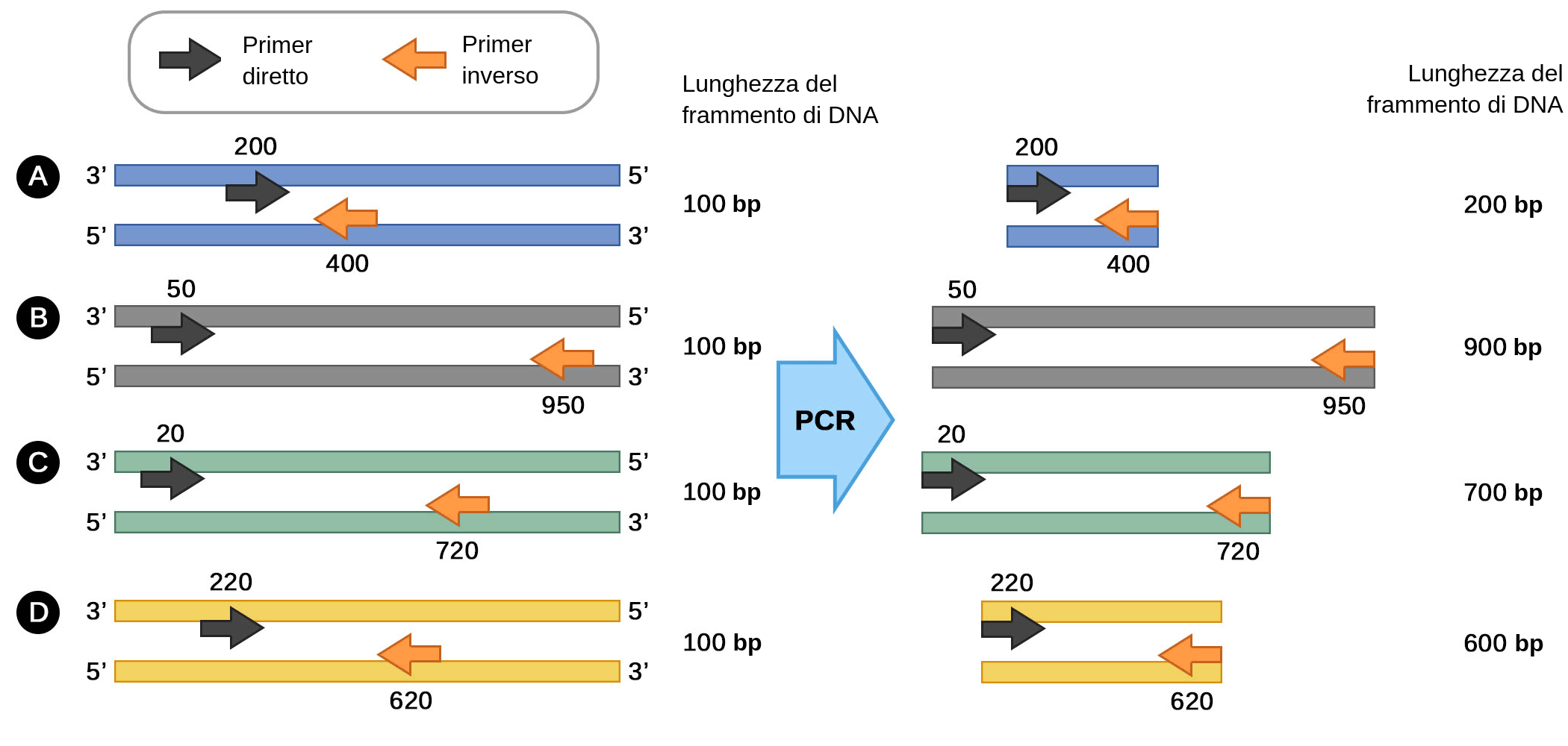 Analisi PCR Labster Theory