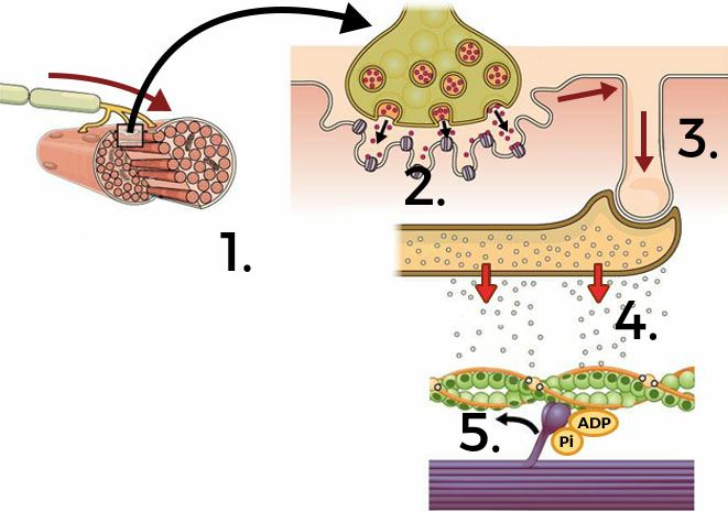 Visualisation des 5 étapes du signal nerveux à la contraction musculaire. L'image numéro 1 présente la vue générale sur la cellule musculaire présentée en coupe transversale du tube rose, auquel les cellules nerveuses sont reliées par des synapses, représentées ici par des bandes jaunes et ramifiées. L'image numéro 2 montre la synapse, cellule musculaire en gros plan, dans laquelle de minuscules sphères rouges sont libérées à l'extrémité de la bande jaune, et elles voyagent à travers la membrane cellulaire en utilisant des canaux de transport. L'image numéro 3 présente l'invagination dans cette membrane cellulaire, et les flèches présentant le chemin du signal, venant de la bande jaune jusqu'à l'intérieur de l'invagination, dont l'extrémité adhère à une structure rectangulaire jaune foncé, remplie de petites sphères blanches. L'image numéro 4 présente la libération de ces petites sphères blanches de la structure rectangulaire vers l'image numéro 5, où elles se lient à des sphères vertes alignées les unes à côté des autres en forme d'hélice. À quelques-unes de ces sphères vertes, une structure violette en forme de griffe est liée, et elle s'étend à partir d'une structure violette foncée, horizontale, en forme de tube. À cette structure en forme de griffe, une molécule d'ADP et un groupe phosphate sont attachés