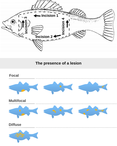 Two images presenting the fish incision and lesions points. First image presents a black and white sketch of the fish seen from its left profile. Four incision lines create a rectangle structure on the side of the fish, which is supposed to be cut out to see the internal organs. First incision line stretches from the upper back fin to the upper part of the head of the fish. Second incision line stretches from the lower back fin to the lower part of the head of the fish. Third incision line stretches from the lower to the upper part of the head of the fish. Fourth and last  incision line stretches from the lower back fin to the upper back fin of the fish. Second image shows the presence of lesions, which are categorised into focal, multifocal and diffuse ones. All of the lesions are presented as yellow stains on the blue fish-shaped structures. Focal lesions are places at either abdominal region - between pelvic and anal fin, on the side, under the soft dorsal fin, or at the lateral line, just before caudal fin. Multifocal lesions can be present at abdominal region and at the side, under spiny dorsal fin, at the same time; under the soft dorsal fin and at the side, under spiny dorsal fin, at the same time; or at the lateral line, just before caudal fin, under spiny dorsal fin, under soft dorsal fin and between the head and pelvic fin, all four at the same time. Diffuse lesions happen at the centre of the side of the fish, little under the spiny dorsal fin, and they occur in multiple at the same time.