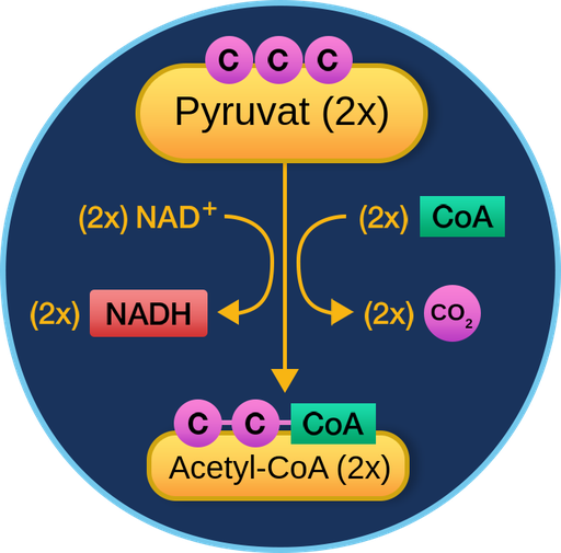 Vorbereitung des Krebszyklus Labster Theory