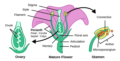 Angiosperm Reproduction Labster Theory