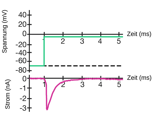 Spannungsklemmtechnik ES GIBT 2图。Im Epersten diagramm befindet Sich Die Spannung在Millisekunden auf der X-ACHSE中的Millivolt auf auf der y-ACHSE和DIE ZEIT。Bei 0 Millisekunden Liegt Die Spannung Bei Minus 70毫伏。Bei 1 Millisekunde Steigt Die Spannung Auf减去5毫伏。Die SpannungBleibtFürDienächsten4 Millisekunden Bei Minus 5 millivolt。Im Zweiten Diagramm Wirm wird der Strom在Millisekunden auf auf auf der X-Acachse dargestellt中的纳米Amper auf der y-achse und die zeit中。Bei 0 Millisekundenbeträgtder Strom 0纳米压杆。Bei 1 Millisekunde sinkt der Strom auf sionus 3纳米吸气器。Dann Steigt der Strom Zwischen 1 Und 3 Millisekunden AUF 0纳米AM。Dieser Anstieg istZunächstZwischen 1 UND 2 Millisekunden Steil,Bevor er Nach 2 Millisekunden,Einenallmählichenantmählichenantstiegübergeht,z。 B. exponentiell. Der Strom bleibt während der nächsten 2 Millisekunden bei 0 Nanoampere.