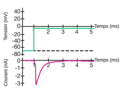 Il y a 2 graphiques. Dans le premier graphique, le potentiel en millivolts est sur l'axe des y, et le temps en millisecondes est sur l'axe des x. A 0 milliseconde, le potentiel est de moins 70 millivolts. À 1 milliseconde, le potentiel passe à moins 5 millivolts. Le potentiel reste à moins 5 millivolts pendant les 4 millisecondes suivantes. Dans le deuxième graphique, le courant en nanoampères est sur l'axe des y, et le temps en millisecondes sur l'axe des x. À 0 milliseconde, le courant est de 0 nanoampère. A 1 milliseconde, le courant diminue jusqu'à moins 3 nanoampères. Puis le courant augmente jusqu'à 0 nanoampère entre 1 et 3 millisecondes. Cette augmentation est d'abord brutale entre 1 et 2 millisecondes, avant de devenir une augmentation plus progressive après 2 millisecondes, comme une exponentielle. Le courant reste à 0 nanoampère pendant les 2 millisecondes suivantes.