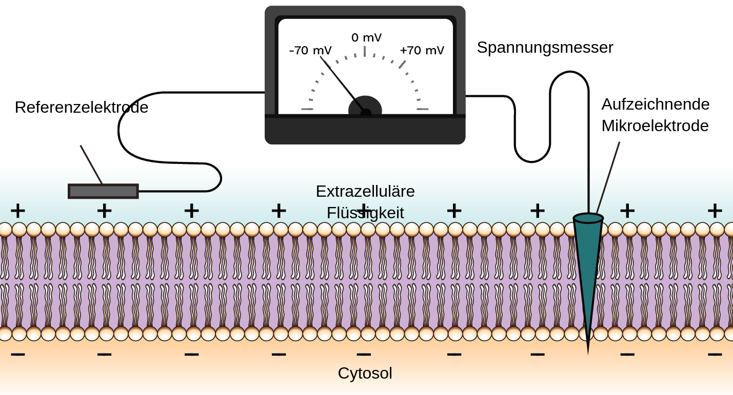 Eine Membran Besteht Aus 2 Schichten vontensidmolekülen。EinTensidmolekülHatEinenKreisförmigenKopf和Einen Wackeligen Schwanz。DieTensidköpfeZeigen nachaußen和DietensidschwänzeZeigennach nach nach。eine seite der membran ist potitiv geladen unt inst derextrazellulärenfulflüssigkeitzugewandt。Die andere seite der membran ist negativ geladen und ist dem zytosol zugewandt。EINEM电压表Sind Eine Referenzelektrode和Eine Aufzeichnende Mikroelektrode Angebracht。Die Referenzelektrode wird auf der potitiv geladenenoberflächeder膜platziert。Die aufzeichnungsmikroelektrode wird durch durch durch embran gesteckt，所以dass die elektrode die die potitiv geladeneoberfläche和die negativ geladeneoberflächeberührt。DAS电压表Zeigt Eine Spannung von Minus 70毫伏。