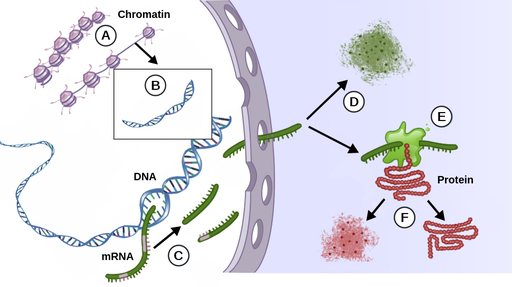 A digram showing a eukaryotic cell and different processes that result in gene regulation. Inside the cell, a double stranded DNA helix can be seen. The first from of gene regulation shows chromatin, which is represented by small spherical structures lining up along a strand. Chromatin can interact with DNA and regulate gene expression before transcription takes place. The second form of gene regulation occurs during RNA processing. mRNA, which are represented as short, single stranded fragments, leave the DNA helix and travel out of the nucleus. The mRNA can be degraded after leaving the nucleus, shown as a shapeless blob, which results in gene regulation after transcription and before translation. Gene regulation can occur during and after translation as well, the resulting protein strands can be degraded after translation or released as functional protein strands.