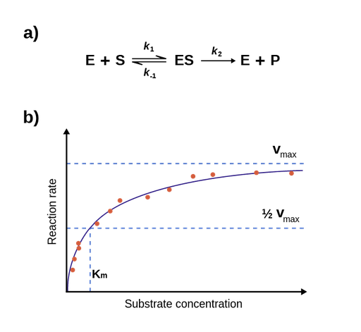 The top image, Figure 1.a, portrays the overall enzymatic reaction, displaying sequential steps from left to right. Initially, enzyme-substrate formation marks the first step, which is reversible, allowing enzyme-substrate dissociation back into enzyme and substrate. The subsequent step involves the reversible dissociation of enzyme-substrate into enzyme and product, facilitating the reverse formation of enzyme-substrate from enzyme and product. Below, Figure 1.b exhibits a plot with substrate concentration on the x-axis and initial rates of the enzymatic reaction on the y-axis. A Michaelis-Menten curve is fitted, illustrating a swift rate increase followed by a plateau. The graph highlights that higher substrate concentrations lead to elevated reaction rates until reaching V max. Additionally, the graph marks half of V max and k m, the substrate concentration where the reaction attains half of V max.