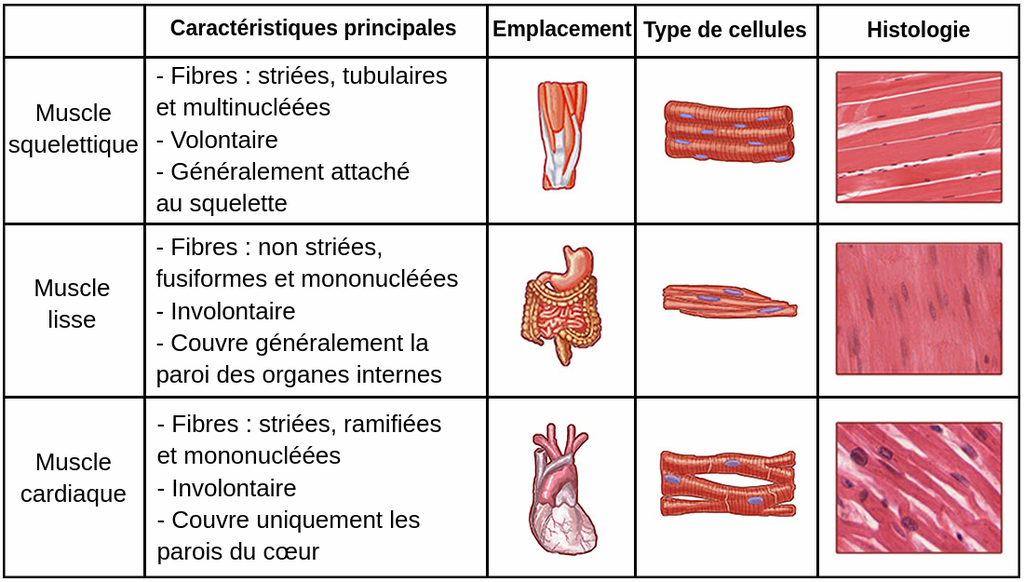 Combien De Muscle Dans Le Corps Humain CCRH