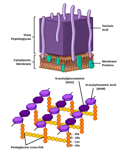 gram positive vs gram negative teichoic acid