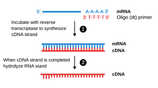 This image illustrates how to create complementary D N A from a messenger R N A template. First, there is a m R N A chain represented as a line, which is incubated with an oligo primer and the enzyme reverse transcriptase. The step 1 is the incubation aforementioned. The result are two lines bound together by numerous perpendicular smaller lines, like a laying ladder. These two lines represent the m R N A and the generation of c D N A using the first chain as a template. The second step is the hydrolization of m R N A once the c D N A strand is completed. The result is half of the ladder corresponding to the c D N A.